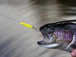 Trout Master Třpytka INCY Spoon 3,5g Black Orange