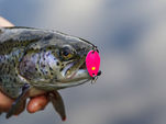 Trout Master Třpytka INCY Spoon 3,5g Black Orange