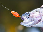 Trout Master Třpytka INCY Spoon 3,5g Black Orange