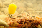 Starbaits Plovoucí Kukuřice Pop-Up Corn XL Large