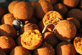 Starbaits Boilie Probiotic Ginger and Squid 20mm