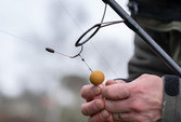 Starbaits Boilie Probiotic Ginger and Squid 20mm