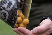 Starbaits Boilie Probiotic Ginger and Squid 20mm