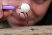 Mainline Pop Up Super Buoyant Cell 13mm, 150ml White-Bílý