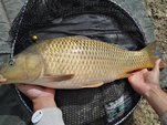 Top Carp Foukaná Kukuřice 20g Mušle