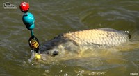 Top Carp Krmitko spirálové 2ks 0g, bez zátěže