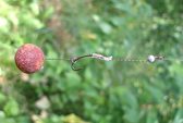 Top Carp Boilies v dipu Atractiv boilie 150ml WF