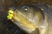 Top Carp Kukuřice bez nálevu Premum Corn 125g Scopex