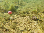 Top Carp Pop-Up Visual 15/20mm, 100ml Jahoda